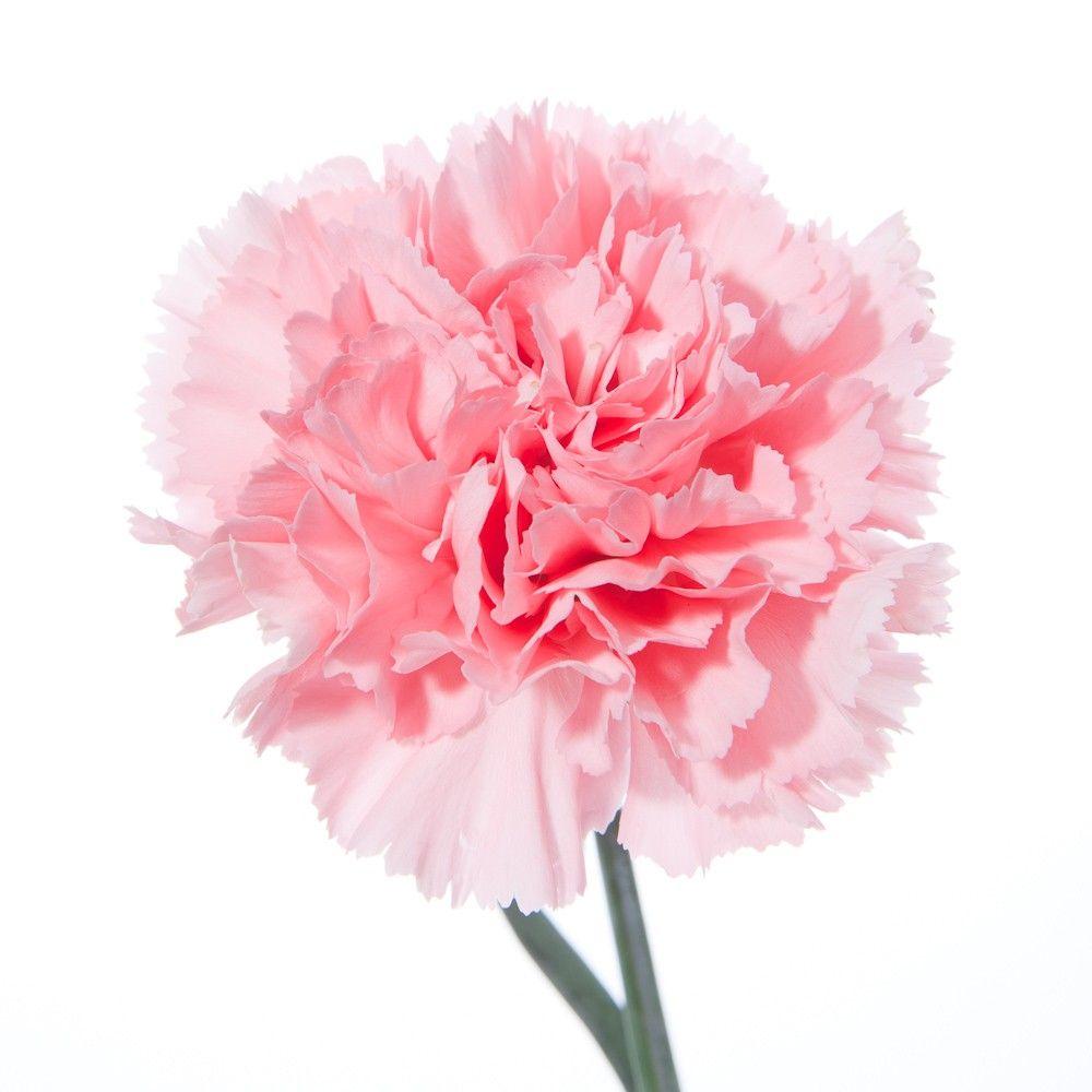 Carnation Absolute (Dianthus caryophyllus) Natural Alchemy
