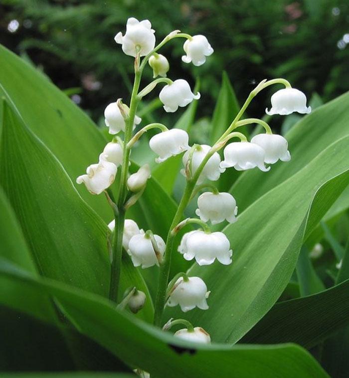 AOPING Lily of Valley Essential Oil - 100% Pure Organic Natural Plant  (Convallaria majalis) Lily of Valley Oil for Diffuser, Aroma, Spa, Massage