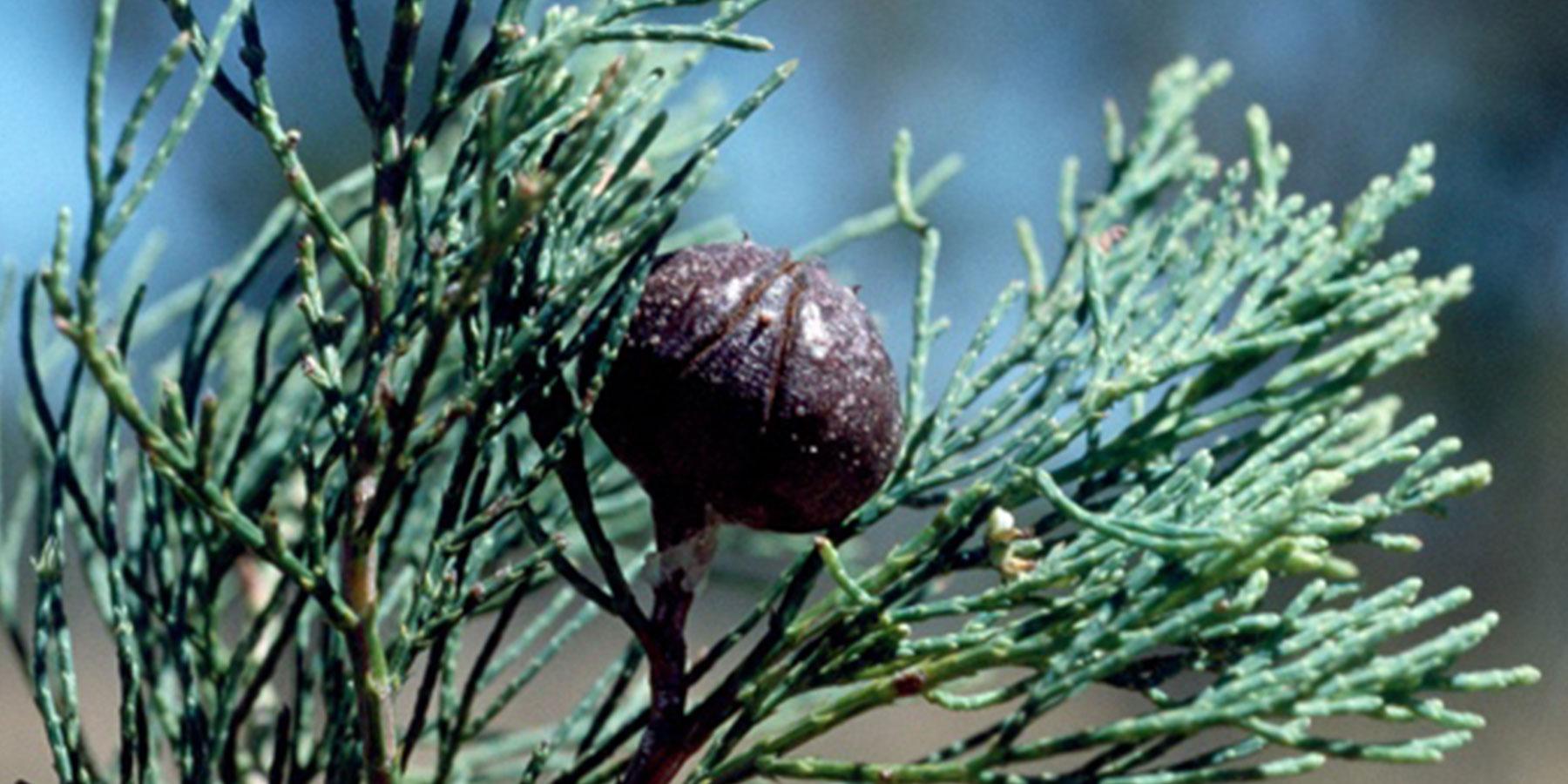 Blue Cypress (Callitris intratropica) Natural Alchemy
