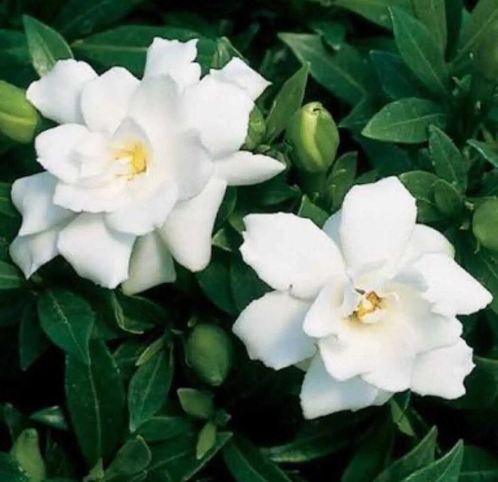 Gardenia Absolute (Gardenia jasminoides) – Natural Alchemy
