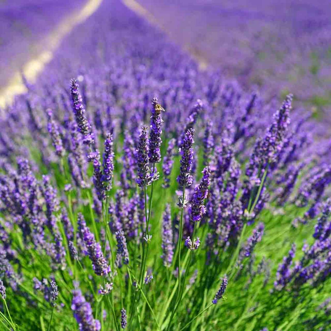Lavender Organic Hydrosol (lavandula angustifolia) – Natural Alchemy