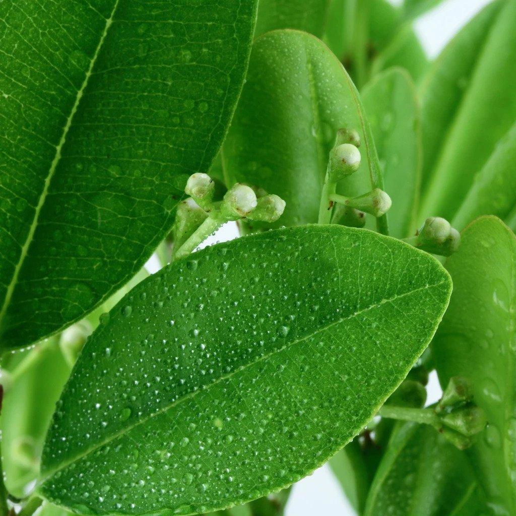 Ravensara (Ravensara aromatica) Natural Alchemy